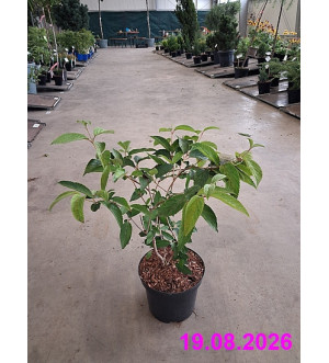 Viburnum plicatum 'St. Keverne' C 2,5 L